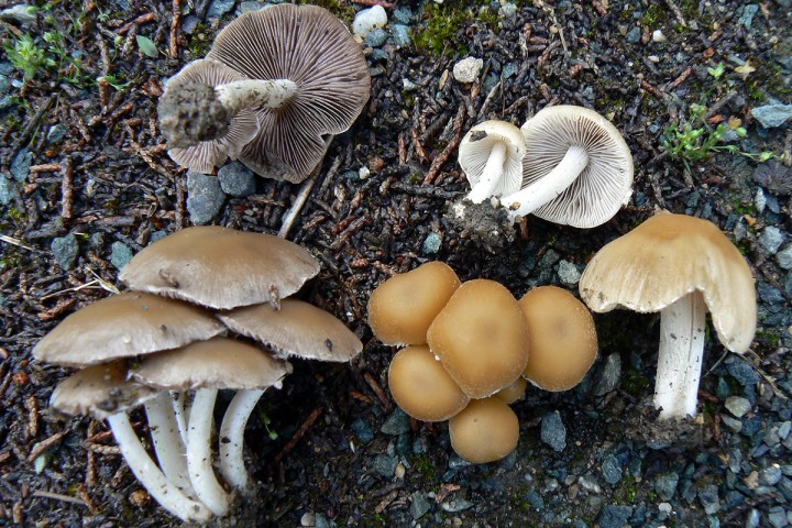Juin 2010 Ancenis (44)