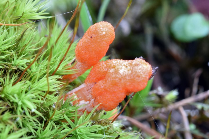 Février 2019, Champtoceaux (49)