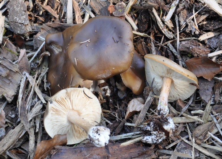 DSC_0460.JPG