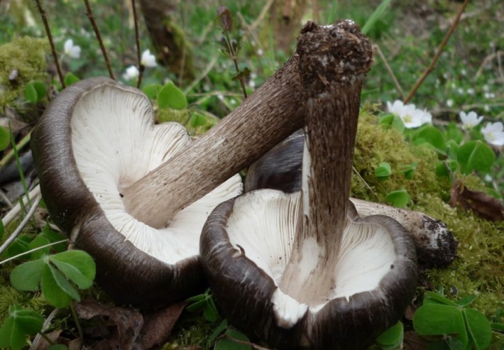 L1340038 (copie 1).JPG