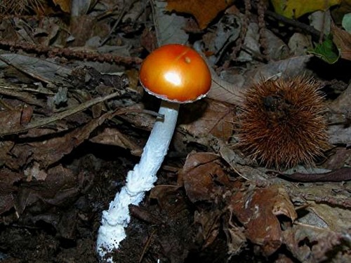 Amanita_muscaria_var_aureola_Carlos_Tovar.jpg