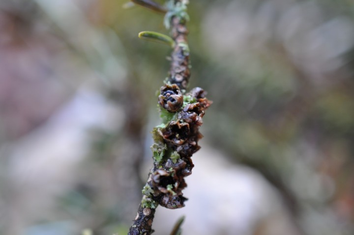 DSC_0054.JPG