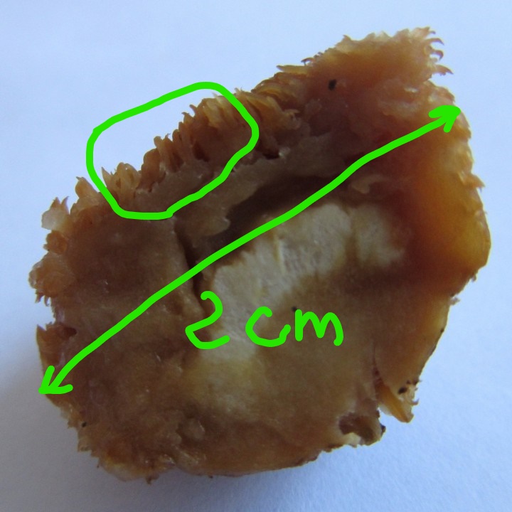 champi séché_LI.jpg