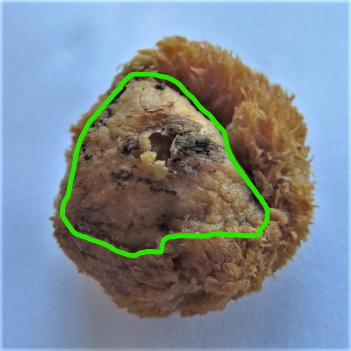 Champi séché 2 (2)_LI.jpg