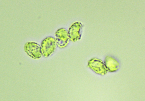 Spores dans réactif de Melzer