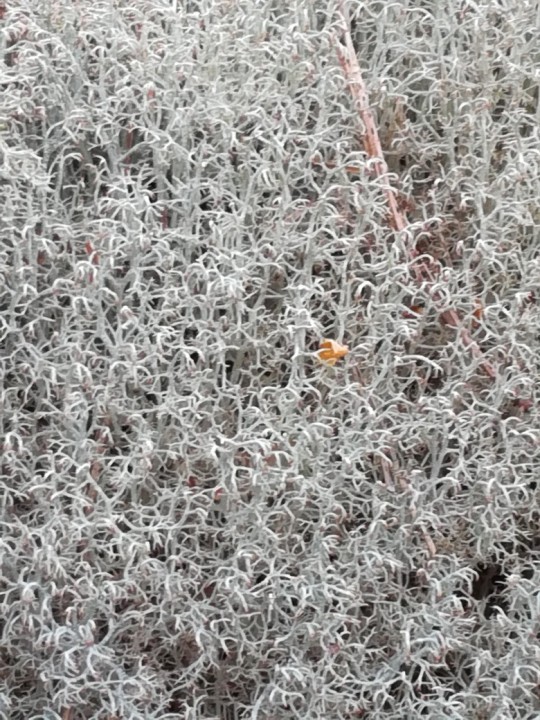 Cladonia portentosa, foret de Fontainebleau.jpg