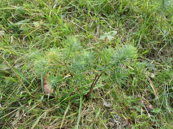 Euphorbiaceae_Euphorbia-cyparissias_ColCoq_2017-08-20_001.JPG