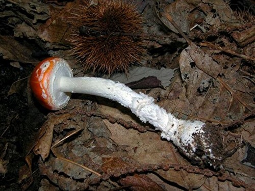 Amanita_muscaria_var_aureola_Carpoforo2.jpg