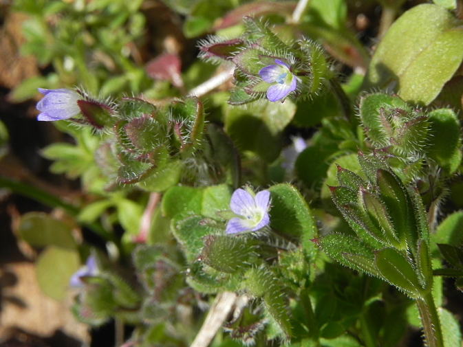 Veronica hederifolia