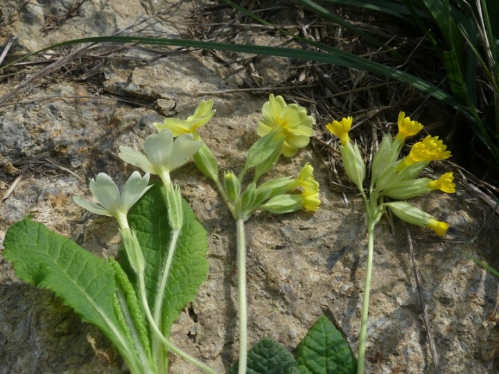 Primulaceae_Primula.JPG