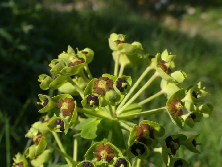 Euphorbiaceae_ChateauCrussol_2019-04-19_016_R.JPG