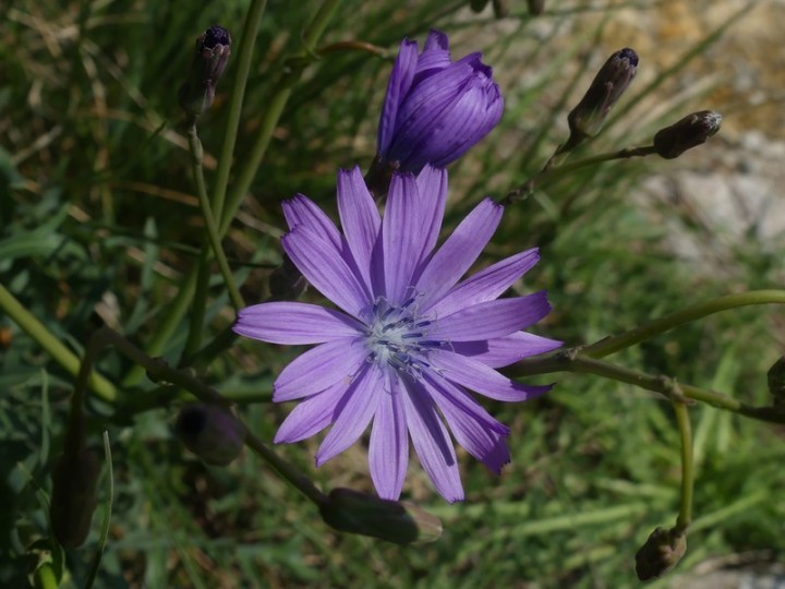 ChateauCrussol_2019-04-19_021_R.JPG