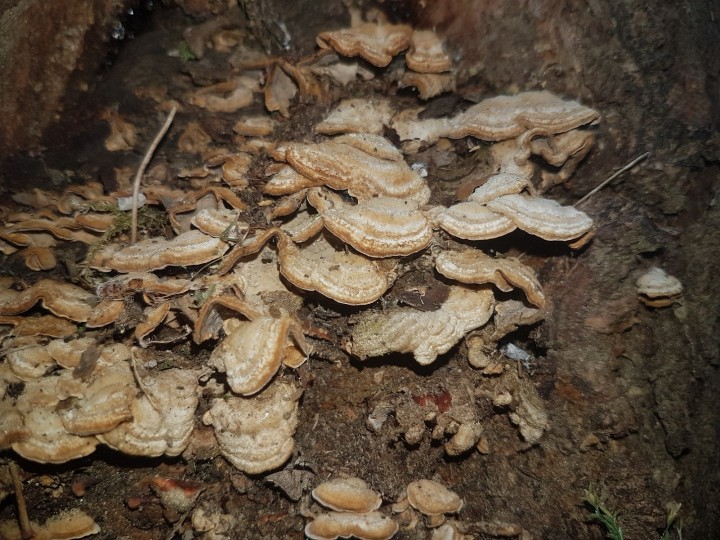 Champignons-tronc-eucalyptus-7.jpg