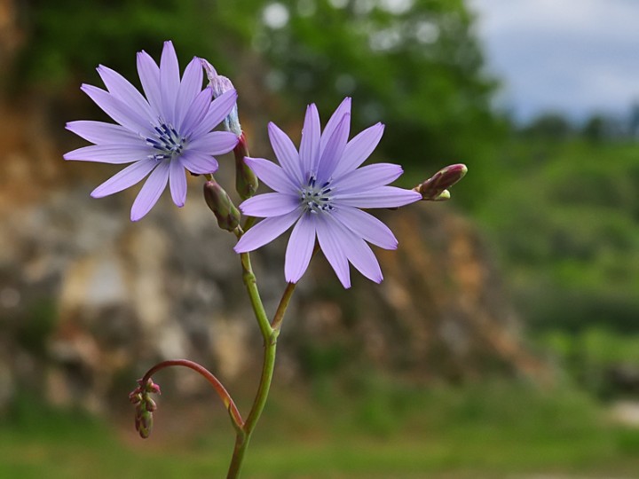 Lactuca_perennis_Malpas_2017.jpg