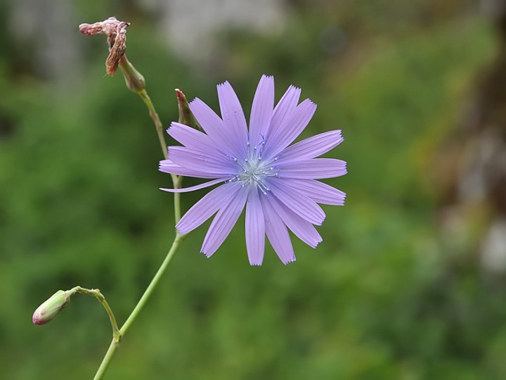Lactuca_perennis_Salins_2015.jpg