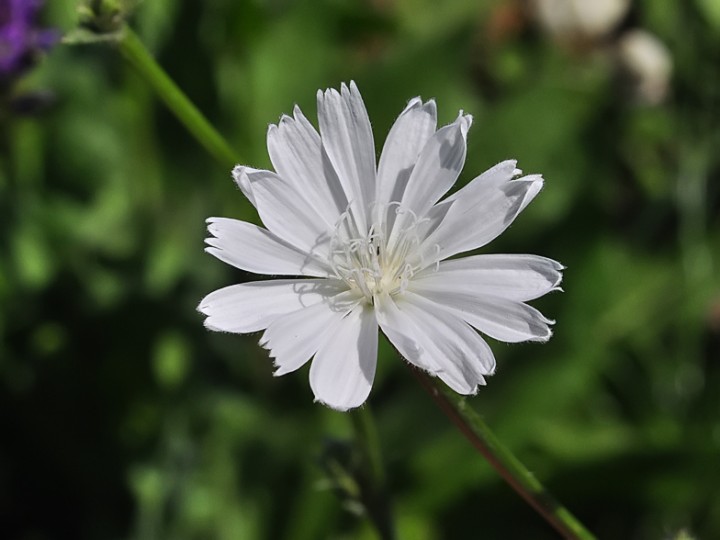 Cichorium_intybus_blanche_Vernayaz_1.jpg