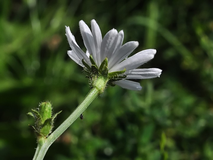 Cichorium_intybus_blanche_Vernayaz_2.jpg