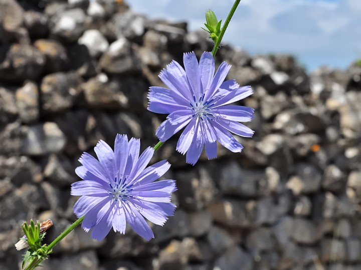 Cichorium_intybus_Ste_Marie_de_Re.jpg