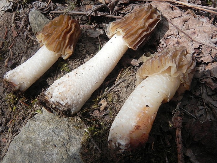DSCN7800b.JPG