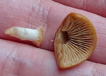 DSC_1356_1280x720.jpg