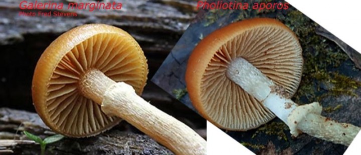 g_marginata_p_aporos.jpg