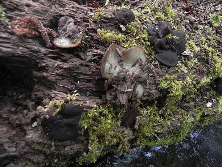 DSCN7836b.JPG