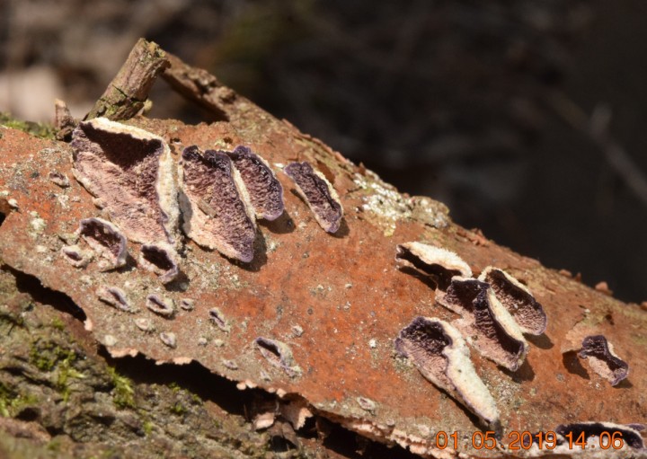 DSC_0275.JPG