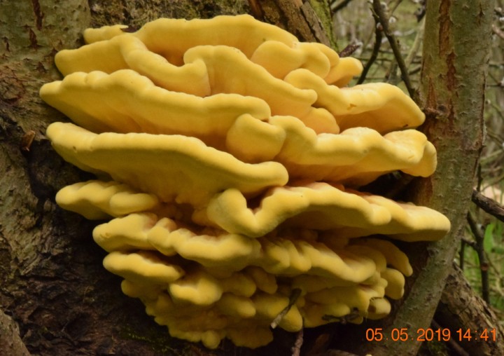 DSC_0295_01.JPG