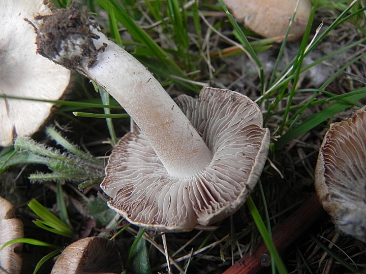 DSCN7876b.JPG