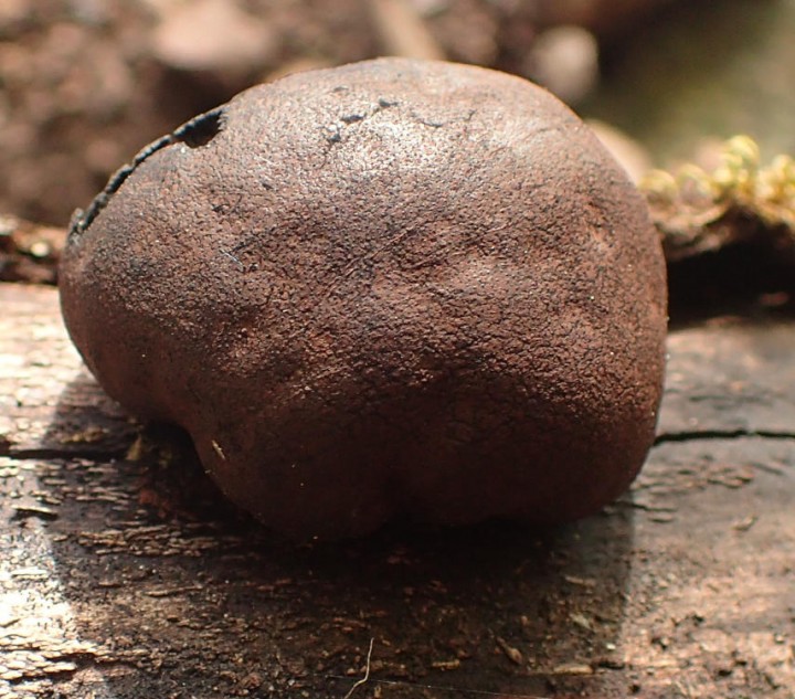 serriera NS819 (2).JPG