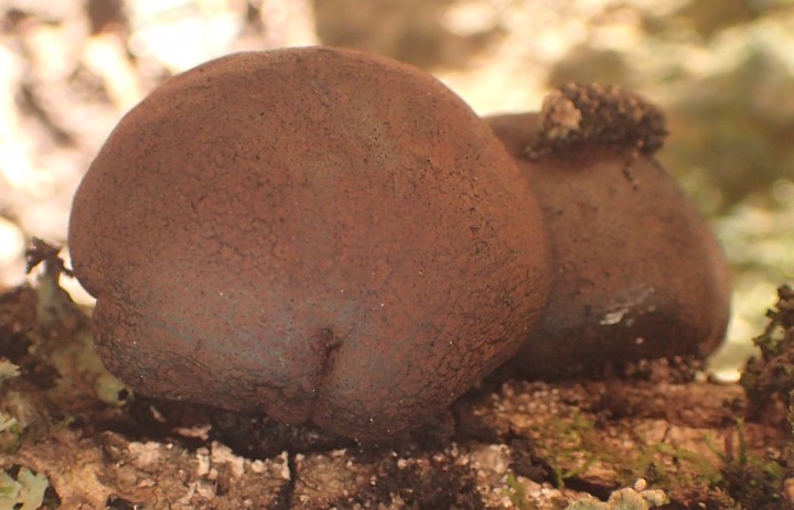 serriera NS819 (5).JPG