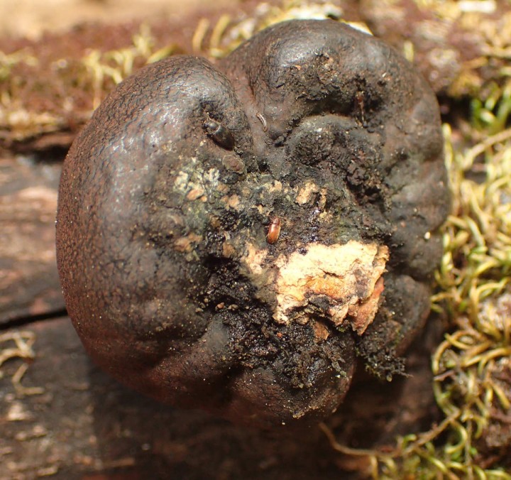 serriera NS819 (6).JPG