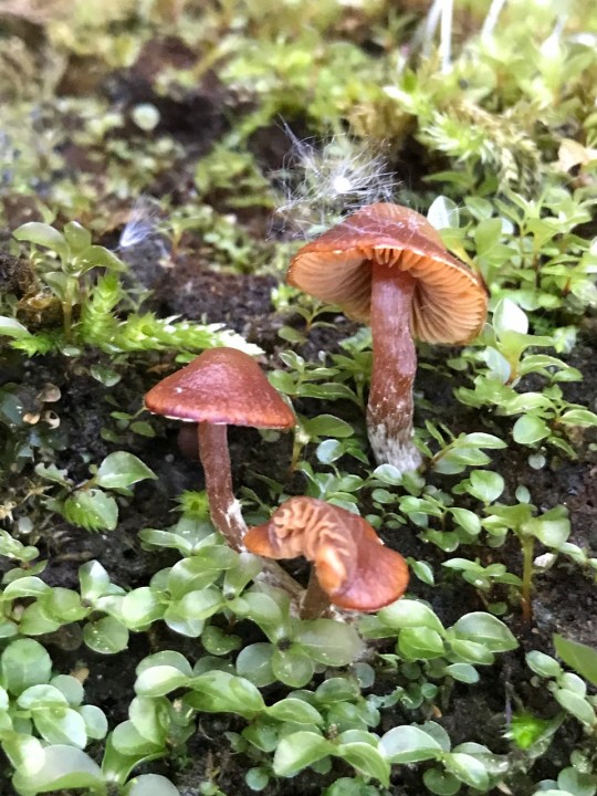 Galerina 1.jpg