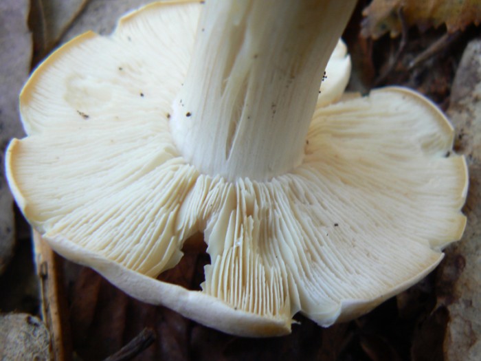 P1100854.jpg
