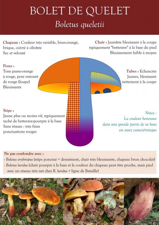 Boletus queletii