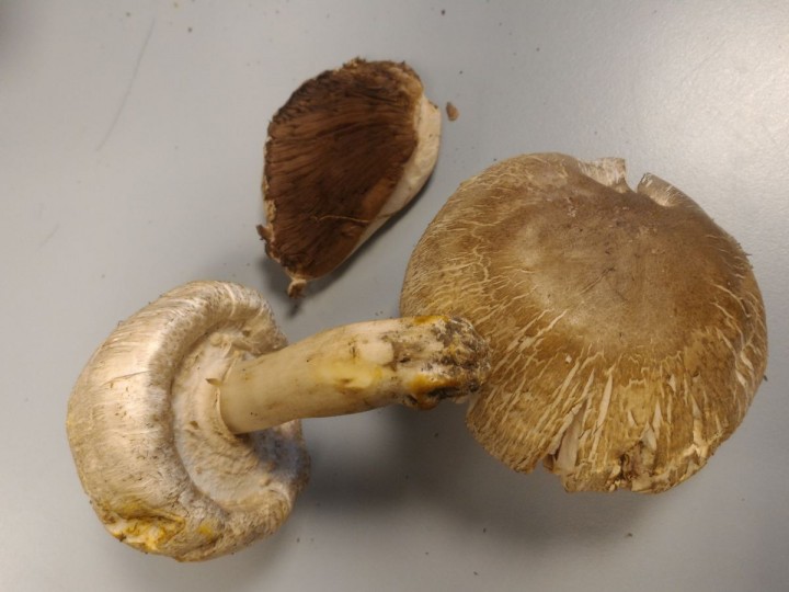 Agaric 1.jpg