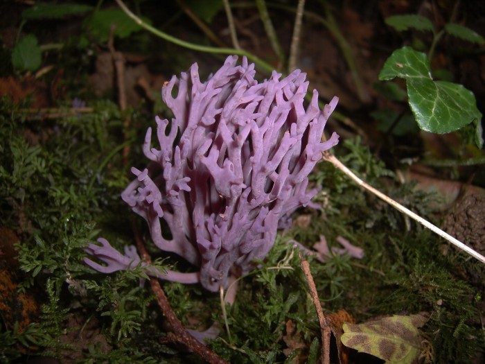 Clavaire de Zollinger.JPG