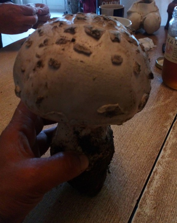 Amanite Ovoïde 03.jpg