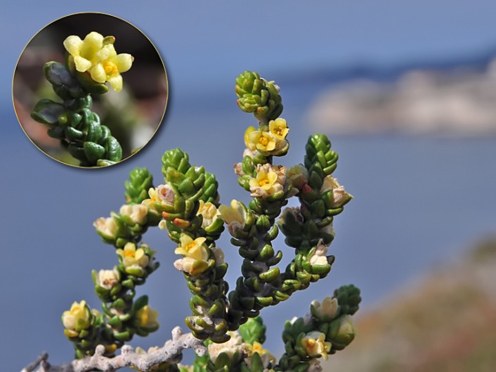 Thymelea_hirsuta_Corse_2016.jpg