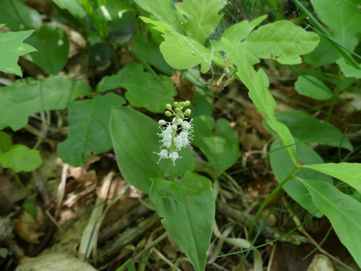 P1050980_R.JPG