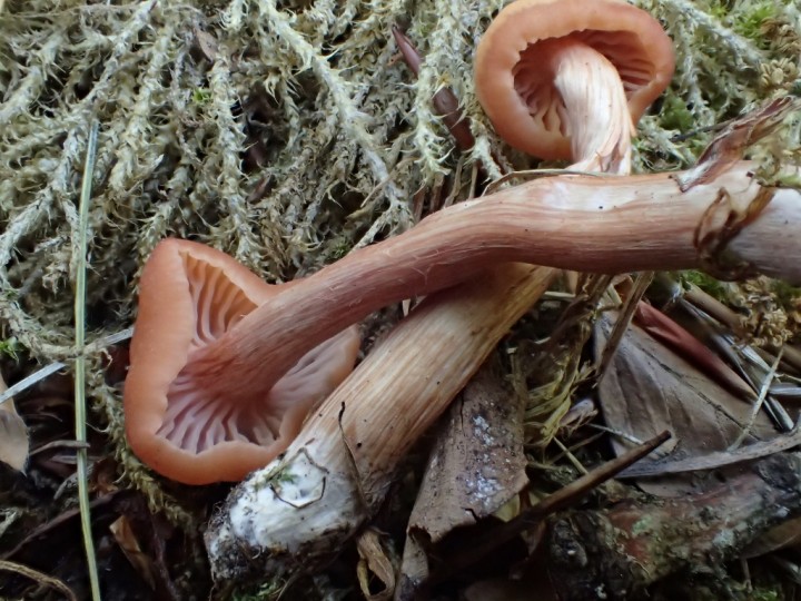 P6017400 (1024x768).jpg