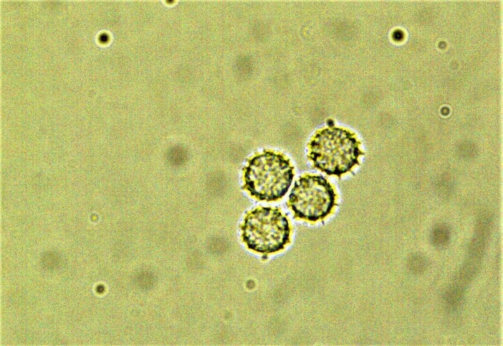 7,3 - 7,9 µ (1024x706).jpg