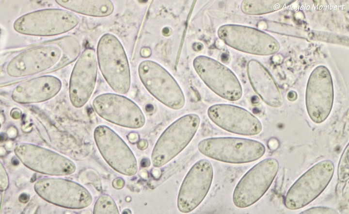 Dumontinia tuberosa (13-04-19) 3.jpg