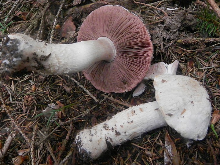 DSCN8351b.JPG
