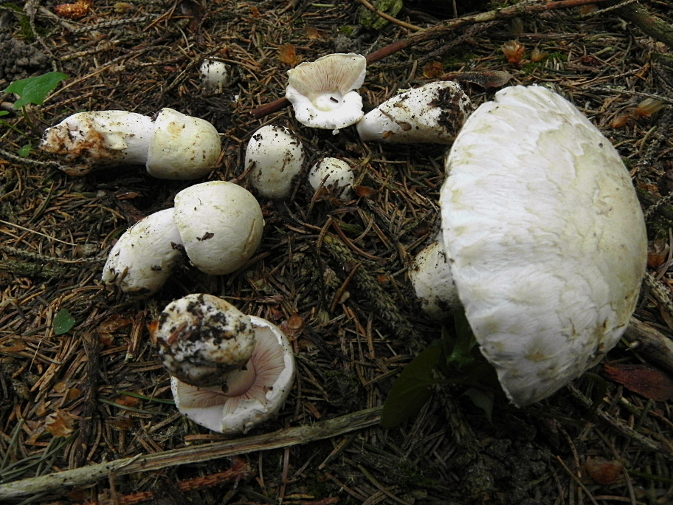 DSCN2124b.JPG