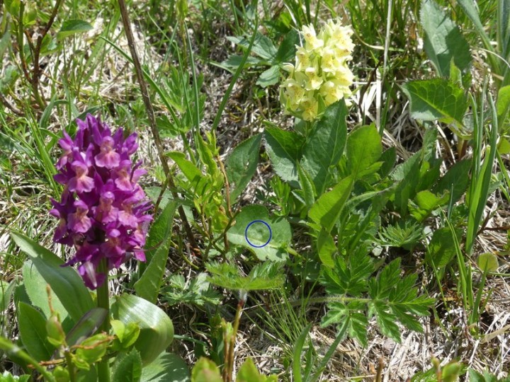 Ruchere_2019-06-05_079_RR.JPG