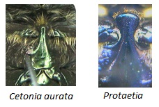 Cetonia_aurata_vs_Protaetia.jpg