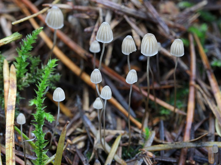Mycena (DG) 9790 corr.jpg