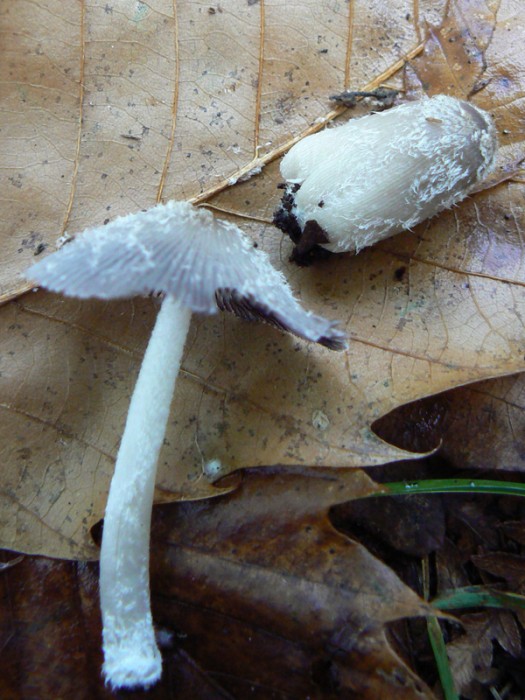 P1110200.jpg