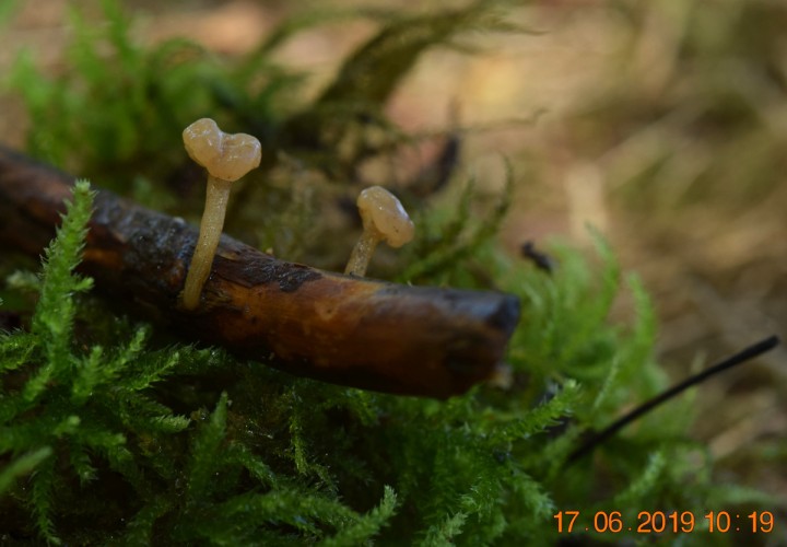 DSC_0521.JPG